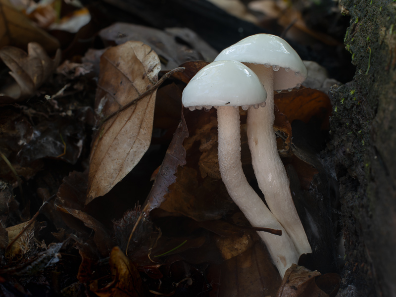 Hygrophorus discoxanthus